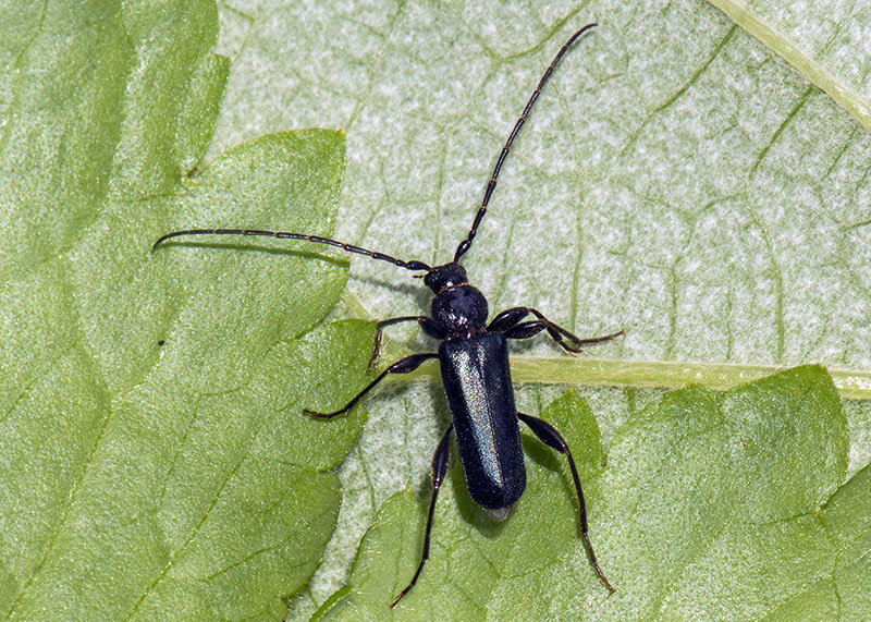 Cerambycidae: Phymatodes testaceus,  maschio e femmina
